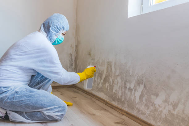 Licensed Mold Testing service in Hampton, IL - WQB Mold Removal