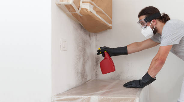 Professional Mold Testing technician working in Hampton, IL